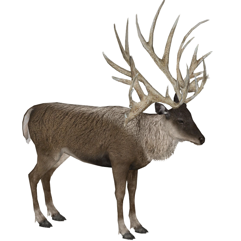 A deer / 鹿 A 6x6 whitetail buck in velvet changes directions as he sees a