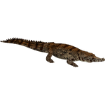 Slender-Snouted Crocodile (Flish)