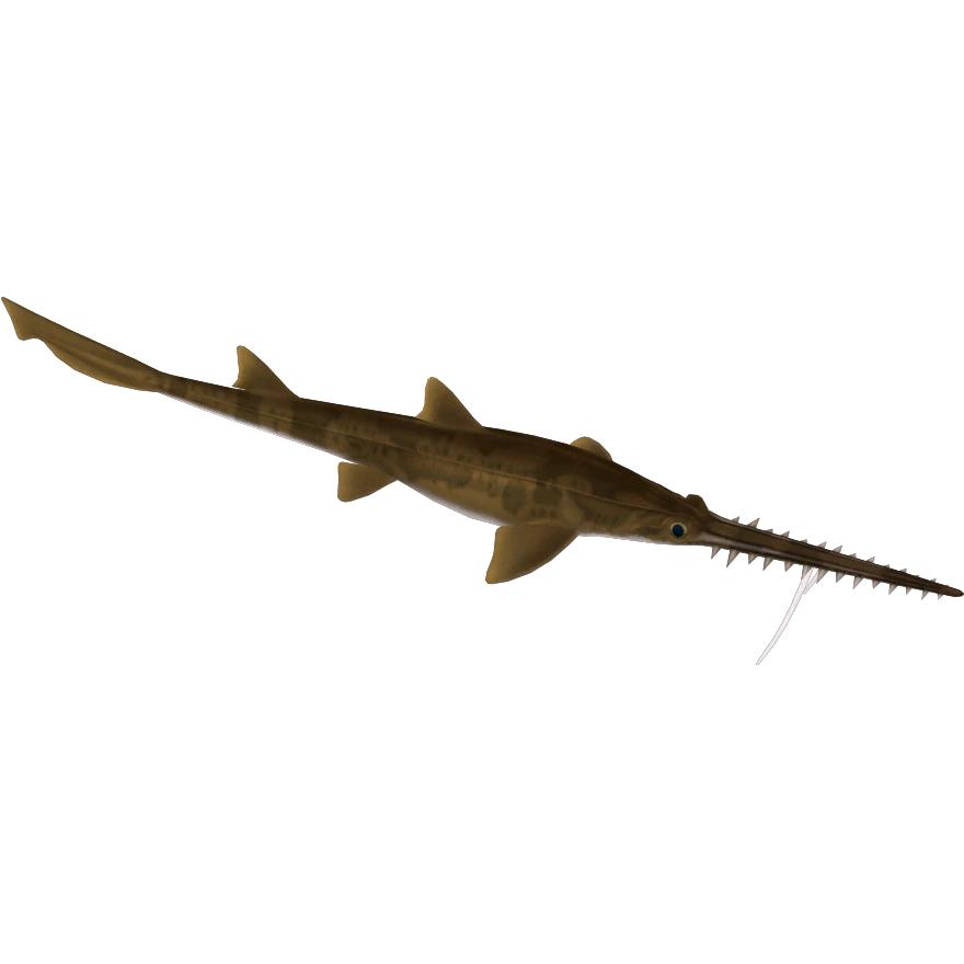 Common Sawshark (Buffzoo & Thom) ZT2 Download Library Wiki Fandom