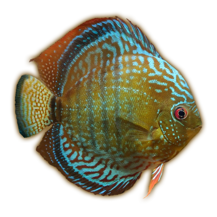 Category:Freshwater Fishes | ZT2 Download Library Wiki | Fandom