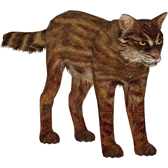 Iriomote Cat - Critically Endangered - Mimi Torchia Boothby