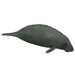 African Manatee (Terrena Laxamentum)