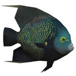 French Angelfish (VGnome)