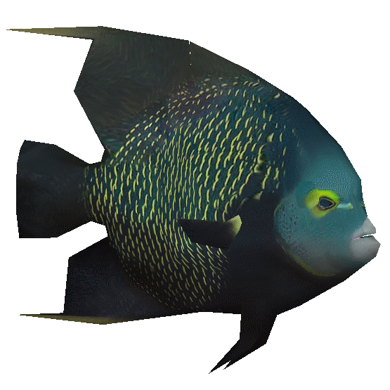 French Angelfish (VGnome) | ZT2 Download Library Wiki | Fandom