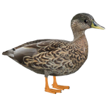 Hawaiian Duck (DutchDesigns)