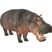 Zoo Tycoon 3: Hippopotamus 