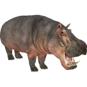 Aurora hippo sale