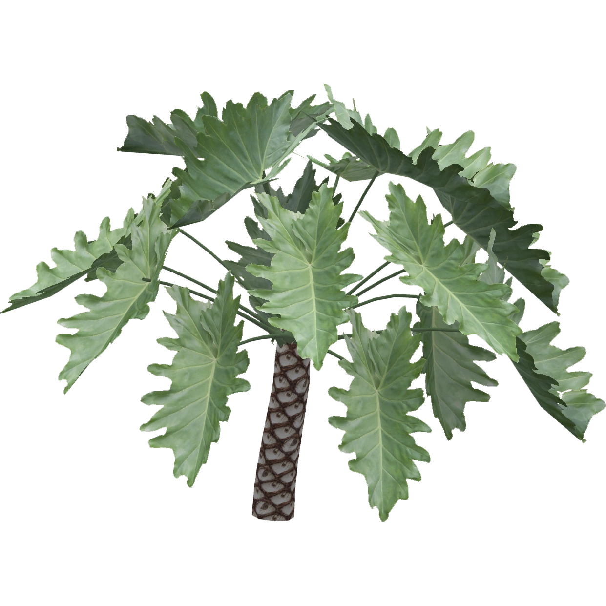 philodendron cobra variegata Philodendron Cobra Rare Variegated  Cash Your Greens