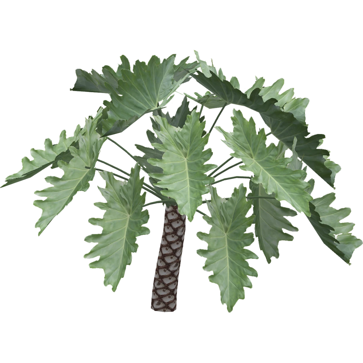 Philodendron Undulatum (FelipeepileF) ZT2 Download Library Wiki Fandom