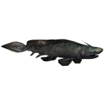 Xenacanthus (Imago)