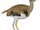 Australian Bustard (Tamara Henson)