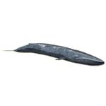 Blue Whale (Samuel)