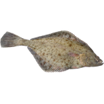 European Flounder (HENDRIX)