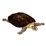 Golden Coin Turtle (Terrena Laxamentum)