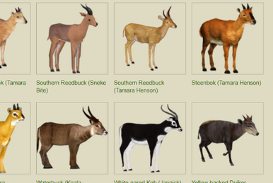 動物圖2 Baird's Tapir (Strigops)/Version 1 | ZT2 Download Library