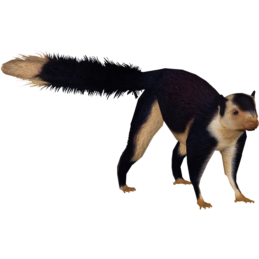 Indian Giant Squirrel (Cosmius, Lgcfm & Wrangler97) | ZT2