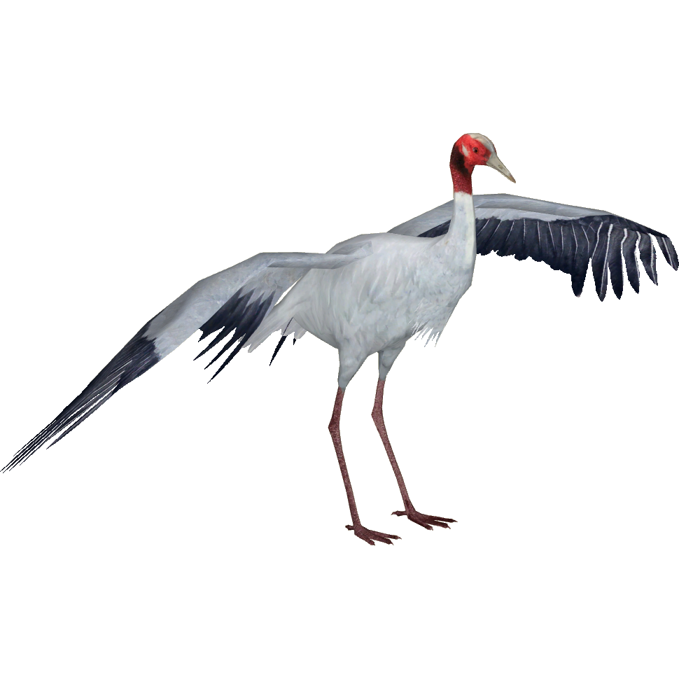 Thunderbird crane 6 pro. Sarus Crane. Журавль. Картинка журавль на прозрачном фоне. Журавль картинка для детей на прозрачном фоне.