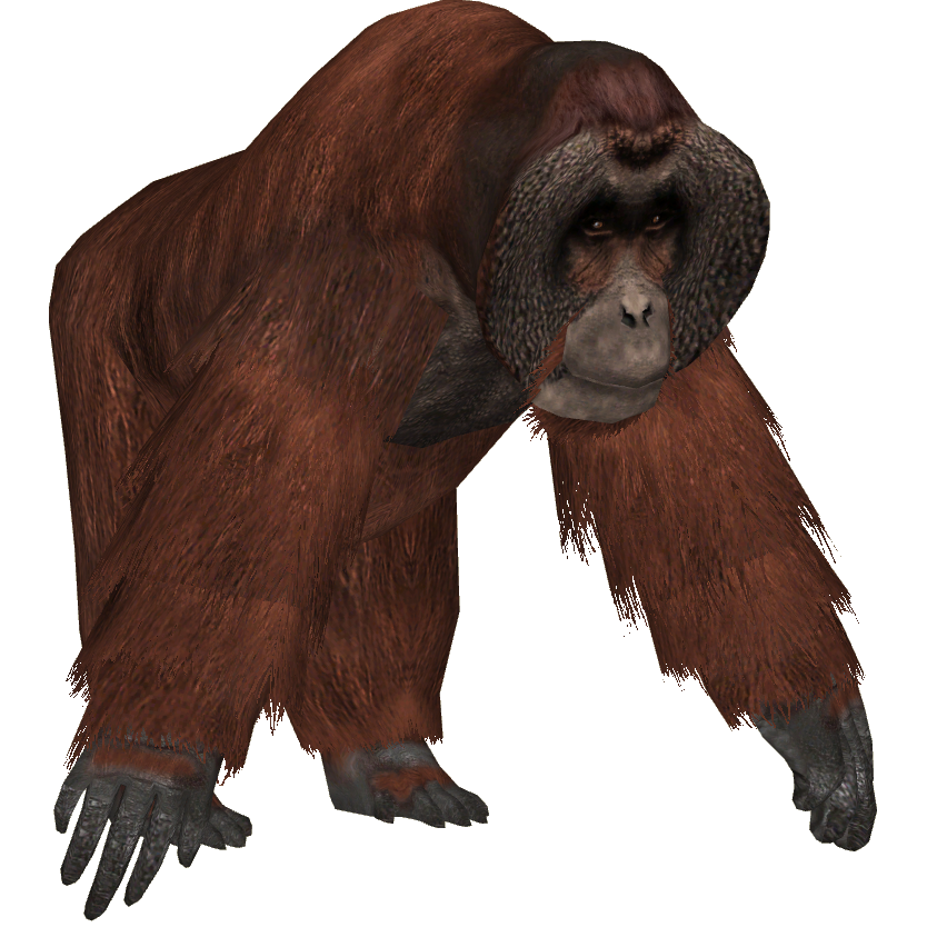 Bornean Orangutan (Bill & Thom) | ZT2 Download Library Wiki