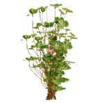 Greater Duckweed (Z-Studio) (118 KB) Greater Duckweed (Z-Studio)