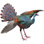 Ocellated Turkey (Aurora Designs)