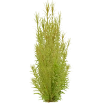 Rotala mexicana (PaJaS30) (617 KB) Rotala mexicana (PaJaS30)