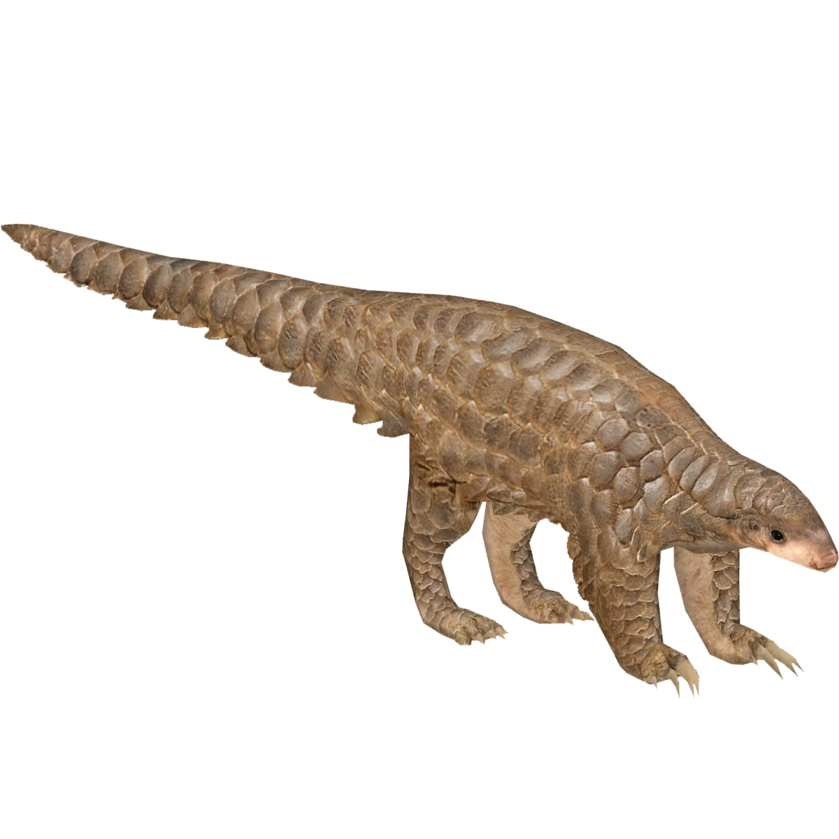 Sunda Pangolin (Tamara Henson) | ZT2 Download Library Wiki | Fandom