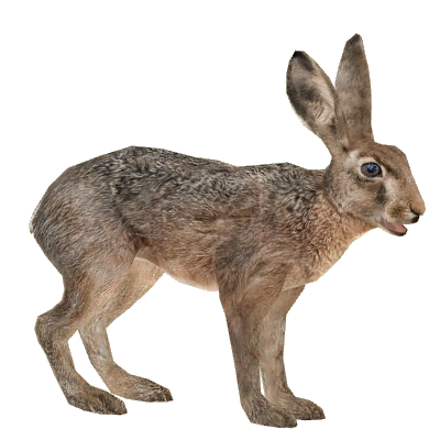 hare Names of the Hare