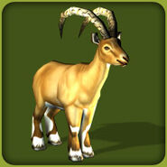 Ibex