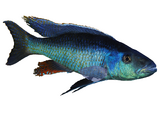 Malawi Trout Cichlid (Brzoza)
