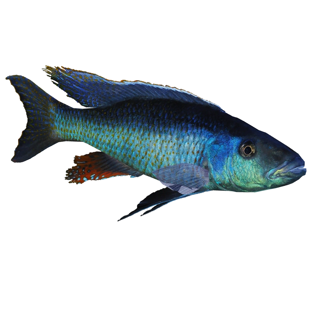 Malawi Trout Cichlid (Brzoza) | ZT2 Download Library Wiki | Fandom