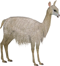 Llama, Alpaca, Camelid, Cartoon, Beak, Live, Terrestrial Animal, Snout  transparent background PNG clipart