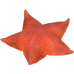 Antarctic Sea Star (Whalebite)