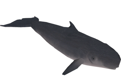 【最安値に挑戦】 White-sided Pacific Dolphin Download ZT2 | (Zeta-Designs) その他