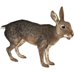 European Rabbit (Ulquiorra)