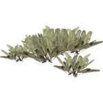 Lace Plant (Flish) (362 KB) Lace Plant (Flish)
