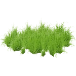 Lilaeopsis mauritiana (PaJaS30) (935 KB) Lilaeopsis mauritiana (PaJaS30)