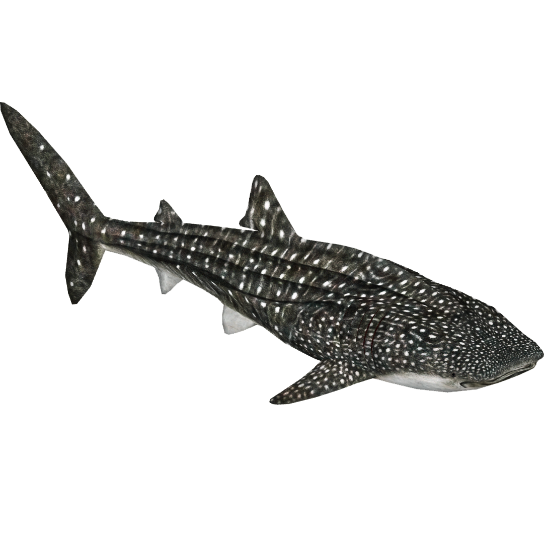 Whale Shark Zerosvalmont Zt2 Download Library Wiki Fandom