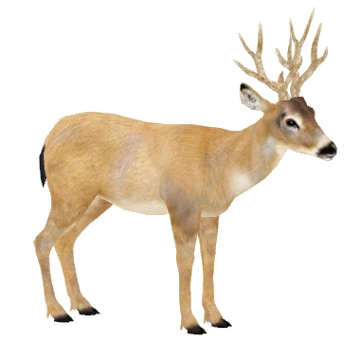 Black-tailed Deer (Tamara Henson) | ZT2 Download Library Wiki | Fandom