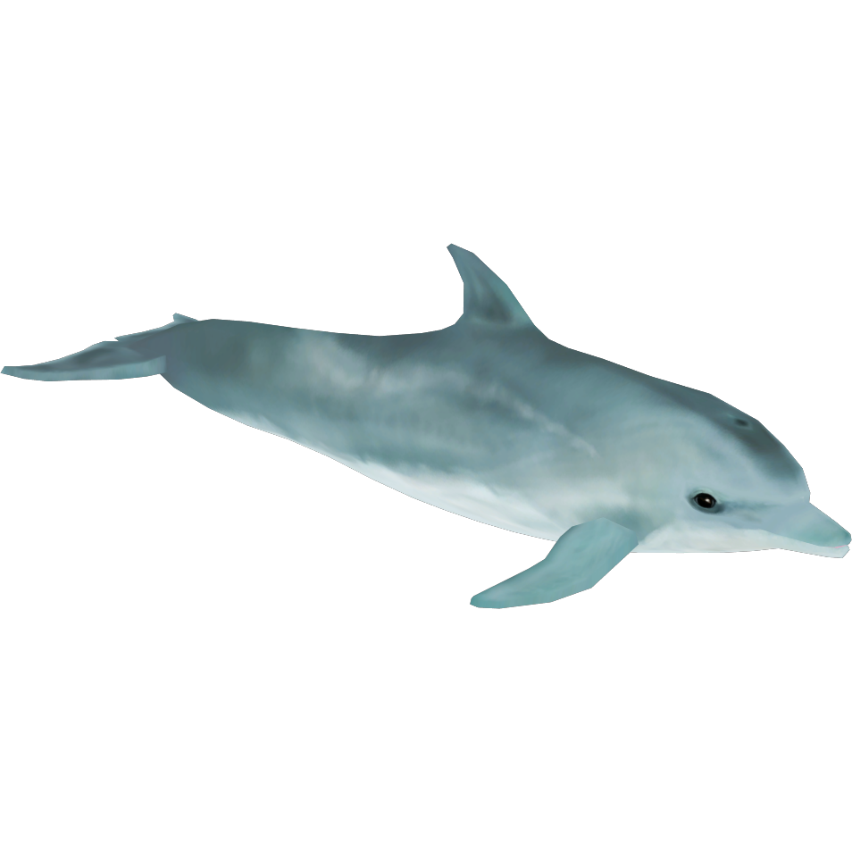 Dolphin - Wikipedia