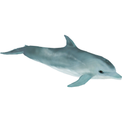 人気のクリスマスアイテムがいっぱい！ ZT2 | Dolphins Category:Oceanic Download Fandom | Wiki Library その他