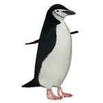 Chinstrap Penguin (Samuel)