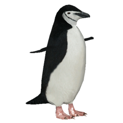Category:Penguins | ZT2 Download Library Wiki | Fandom
