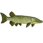 Northern Pike (HENDRIX)/Version 1