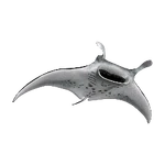 Reef Manta Ray (Aurora Designs) (25 KB) Reef Manta Ray (Aurora Designs)