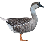 Chinese Goose (JimmyzHoopz)