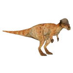 Pachycephalosaurus (Philly)