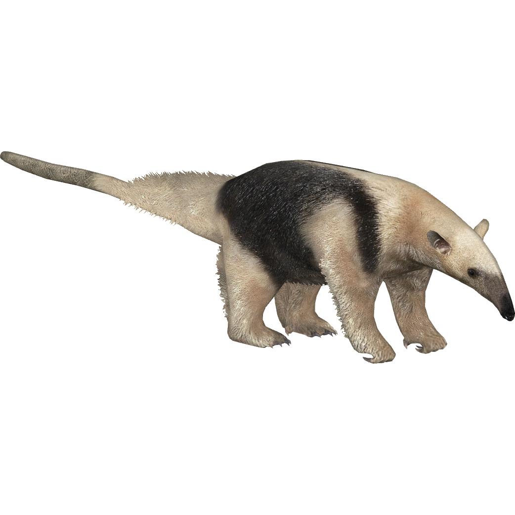 Tamandua, Additional Creatures Wiki