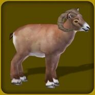 Bighorn Sheep