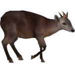 Abbot's Duiker (DRAGON-unit911)