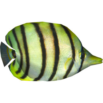 Eightband Butterflyfish (Dycki1231)